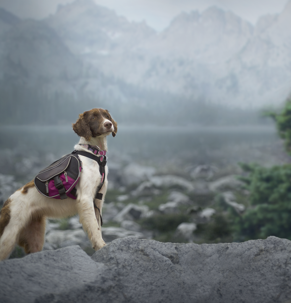 Senior Mountains