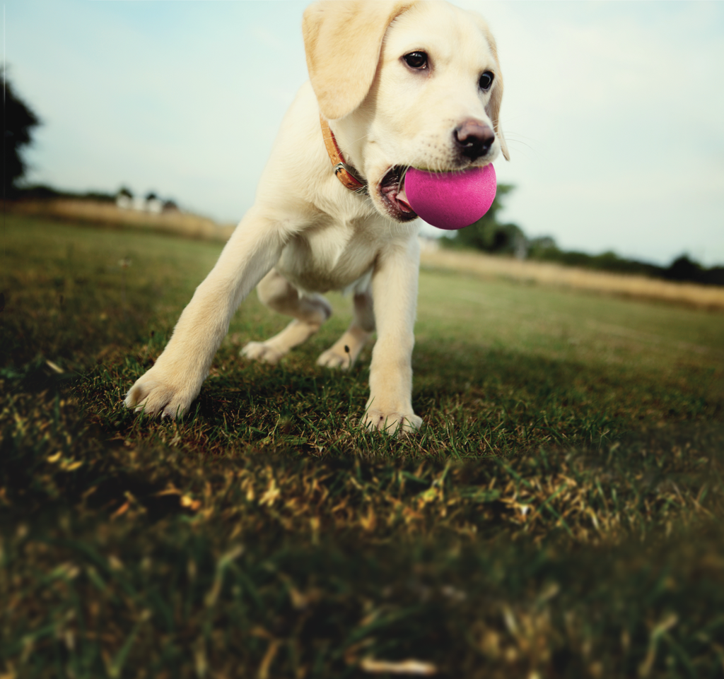 Puppy Medium and Toy