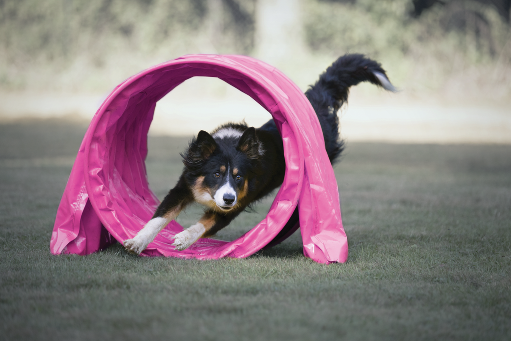 Agility