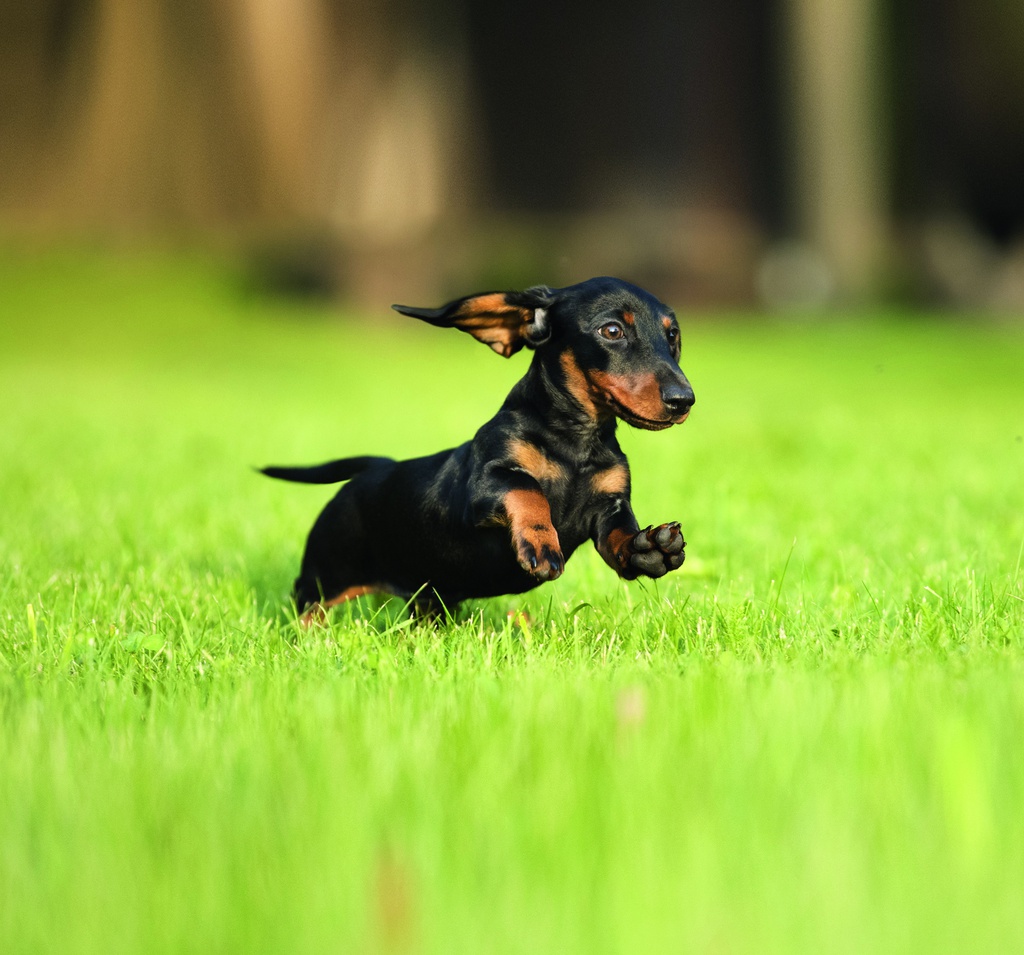 Dachshund Puppy