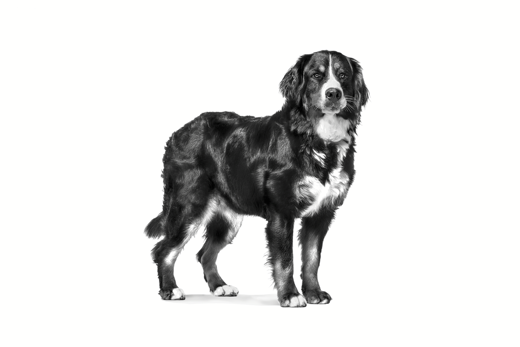 Canine Clinical Nutrition