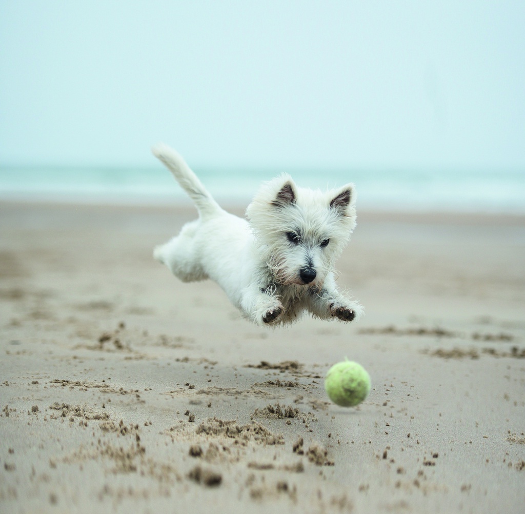Puppy, Ball and Beach