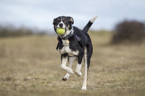 Adult Dog and ball