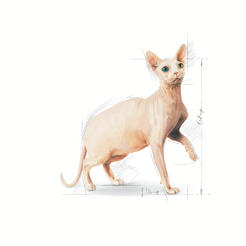 Feline Clinical Nutrition 1 