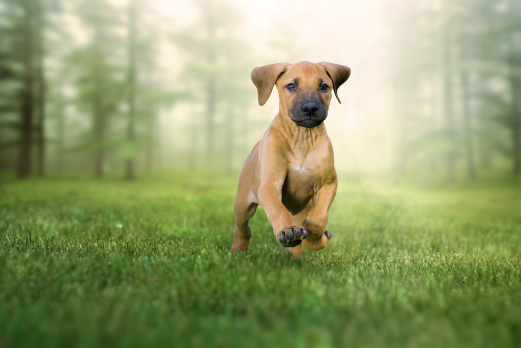Puppy and Forest