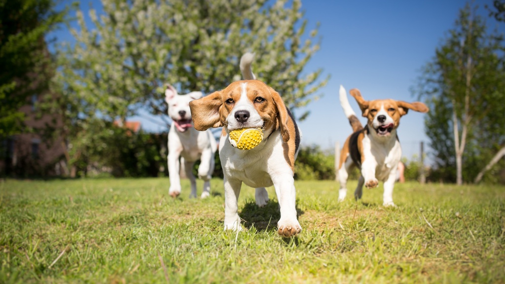 Beagle Puppies
