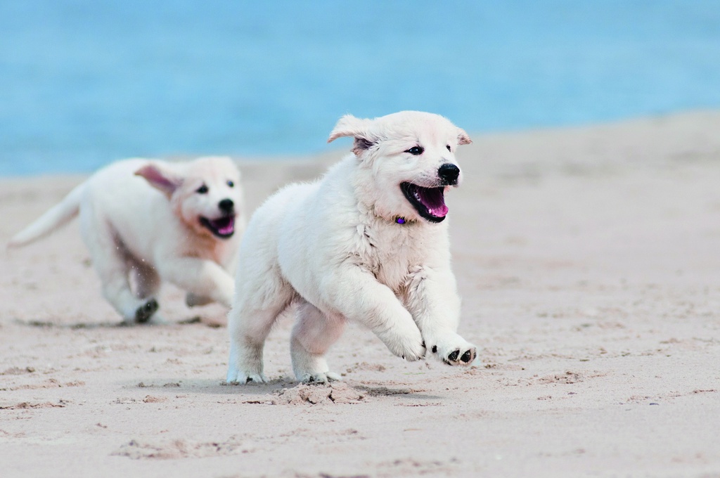 Beach and Puppies