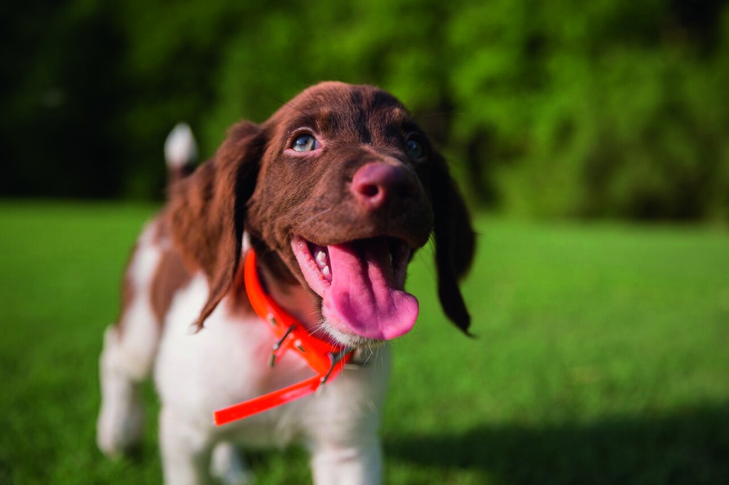 Happy Eukanuba Dog