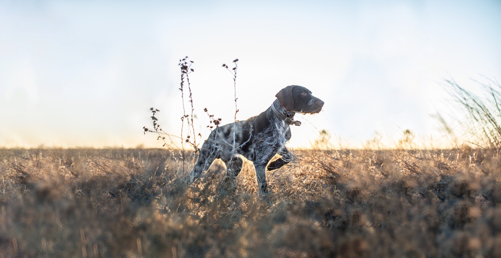 Dog and Meadow