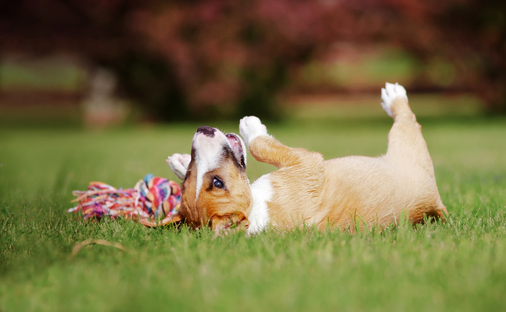 Puppy and Toy