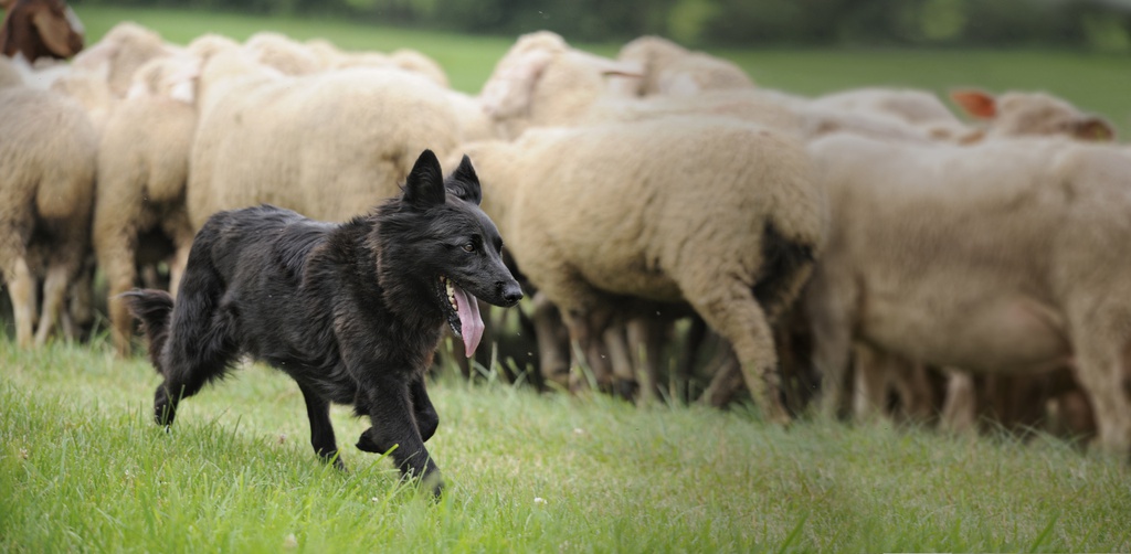 Belgian Shepherd