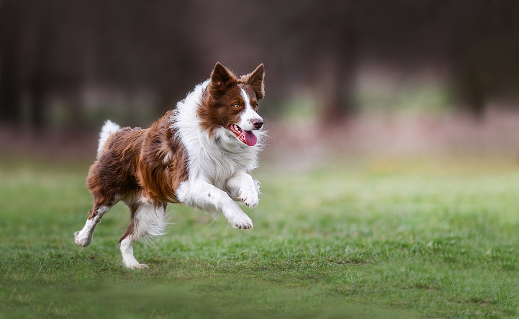 Border Collie Adult