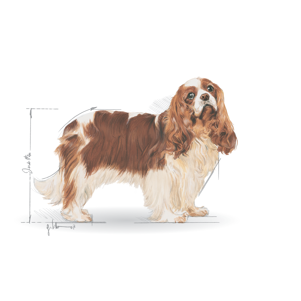 Dog Encyclopedia 1 
