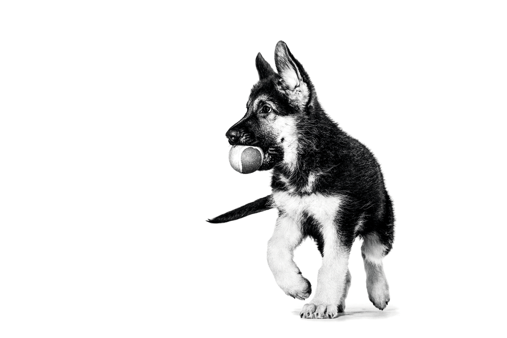 Puppy Guide 