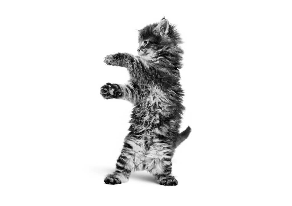 Kitten Guide 