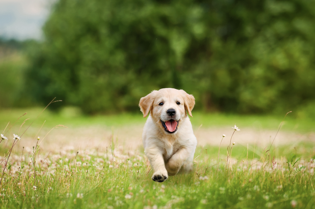 Product Book Eukanuba