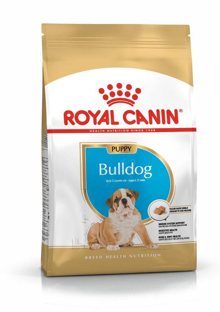BHN BullDog Puppy
