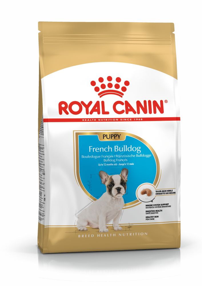 BHN French Bulldog Puppy