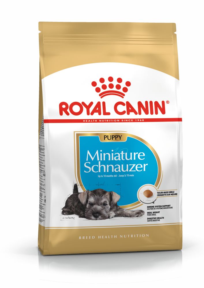BHN Schnauzer Puppy