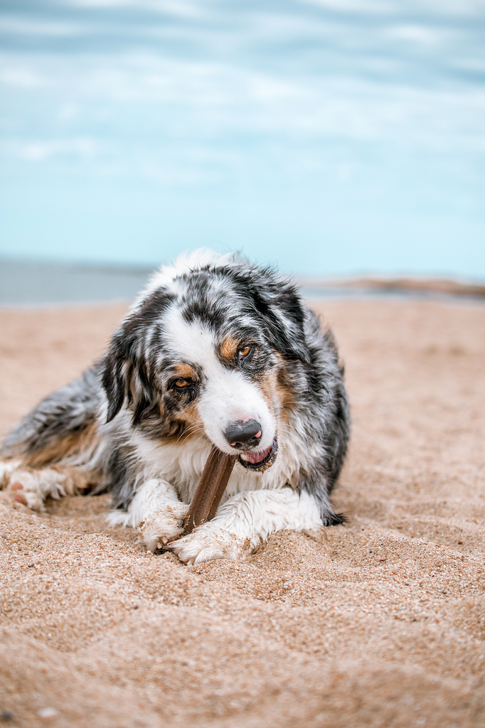 Dental Clean Pippermint Flavored Dog 2