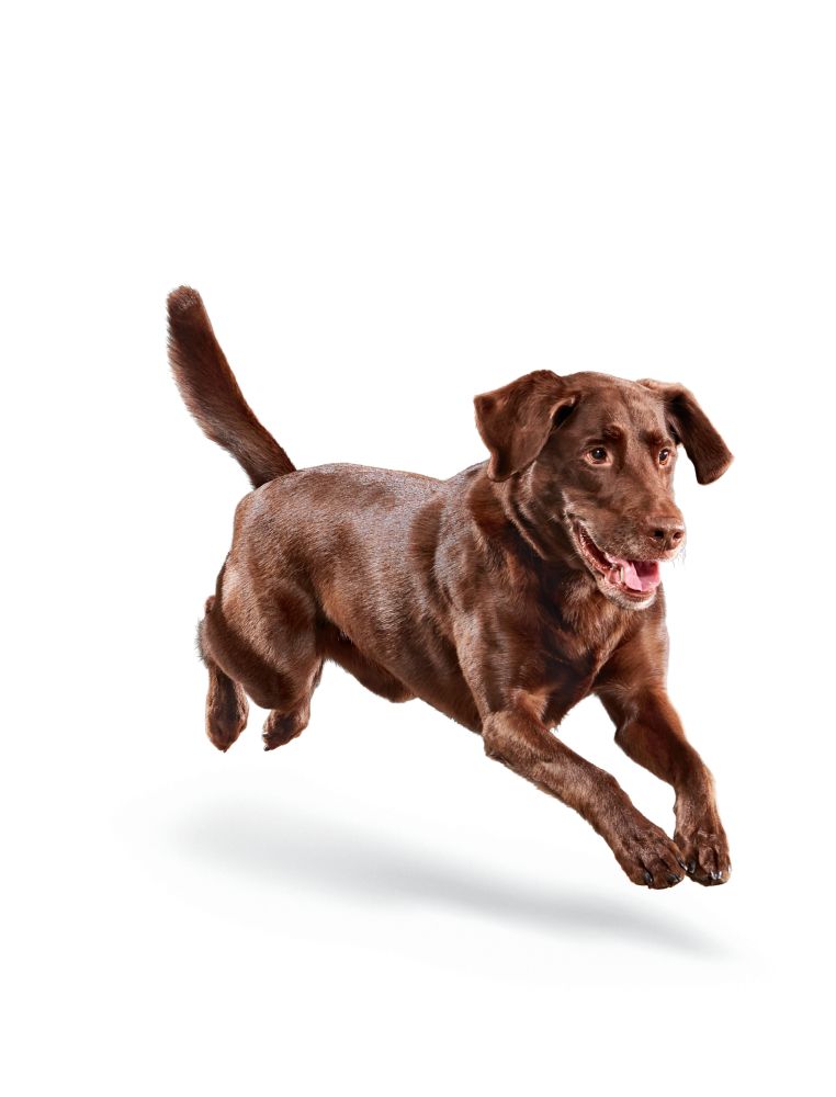 Adult Large Dog