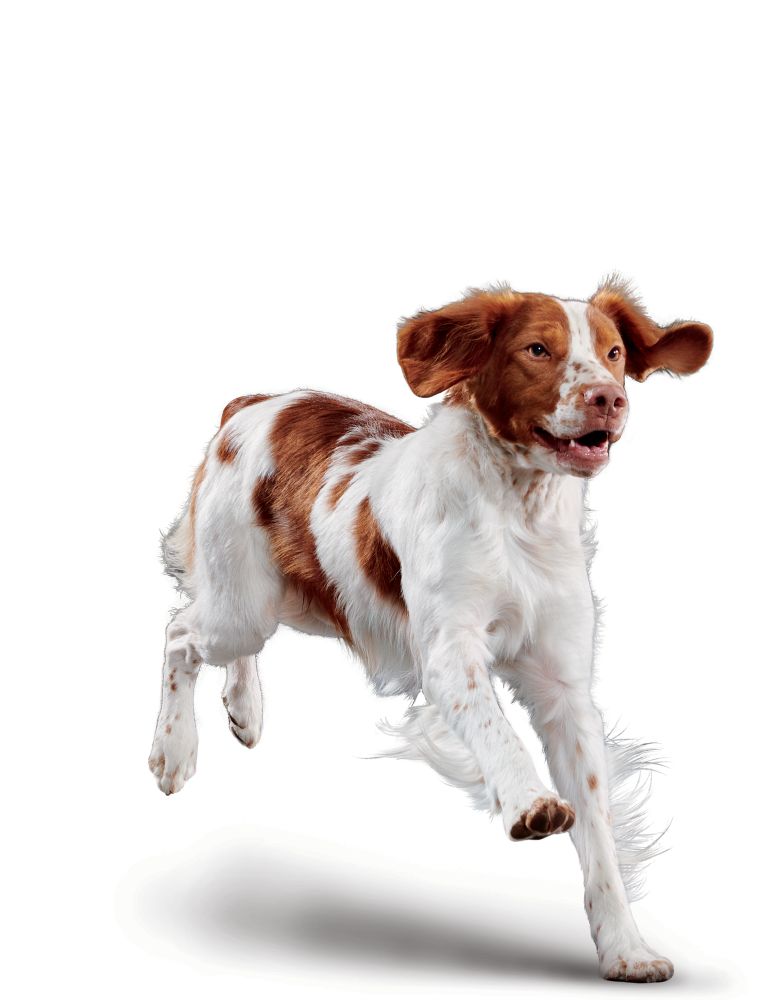 Adult Medium Dog
