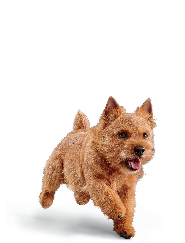 Adult Small Dog
