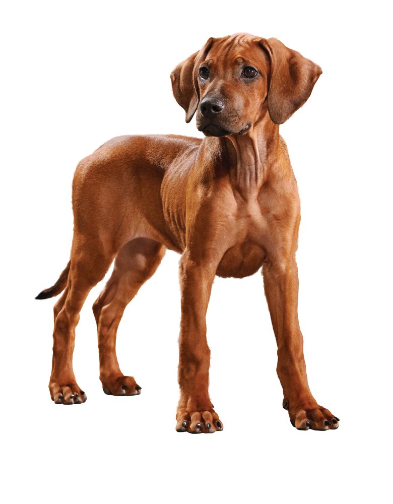Puppy Large Dog