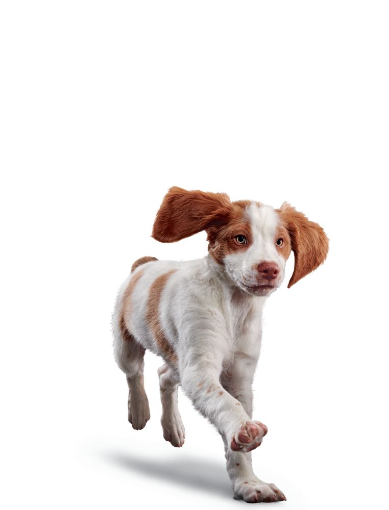 Puppy Mediun Breed