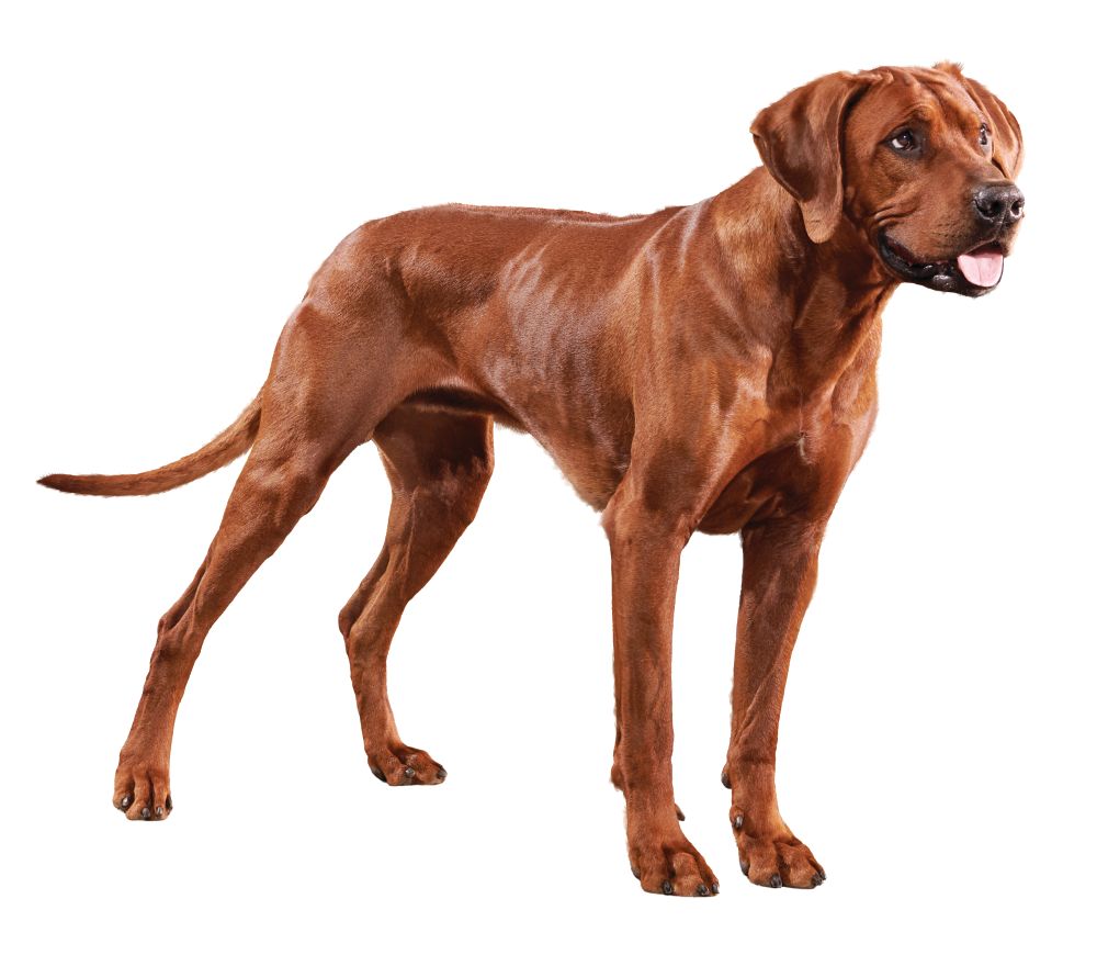 Senior Large Dog