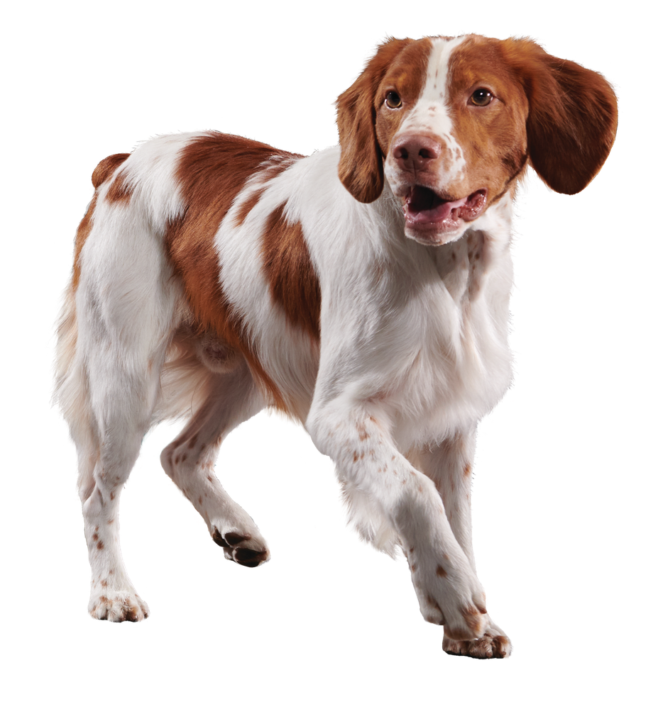 Senior Medium Dog