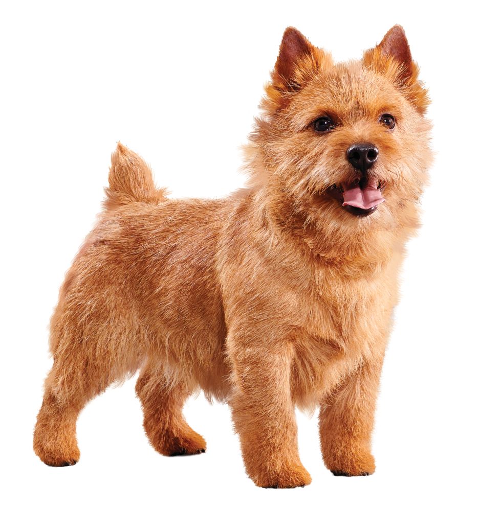 Senior Small Dog