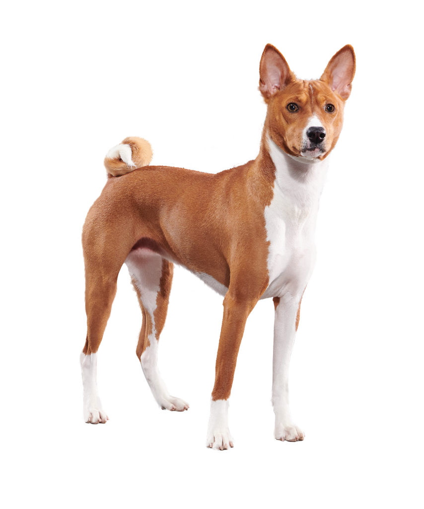 Adult Small Bites Dog