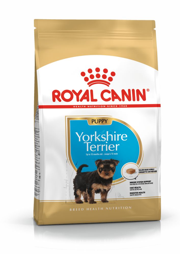 BHN Yorkshire Puppy