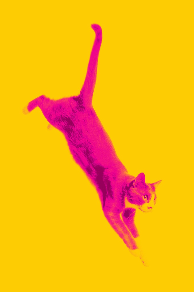 Noba Science Yellow Cat