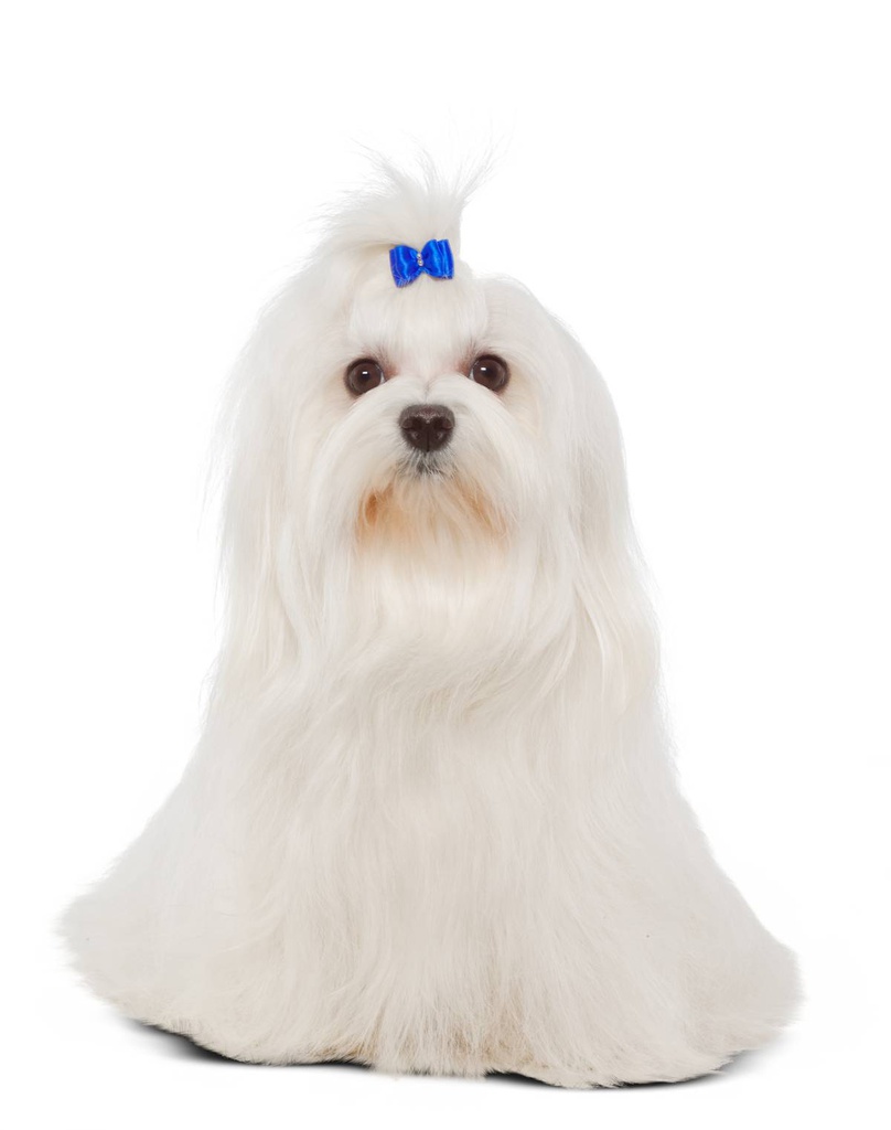 Dog 2-4.5 Kg