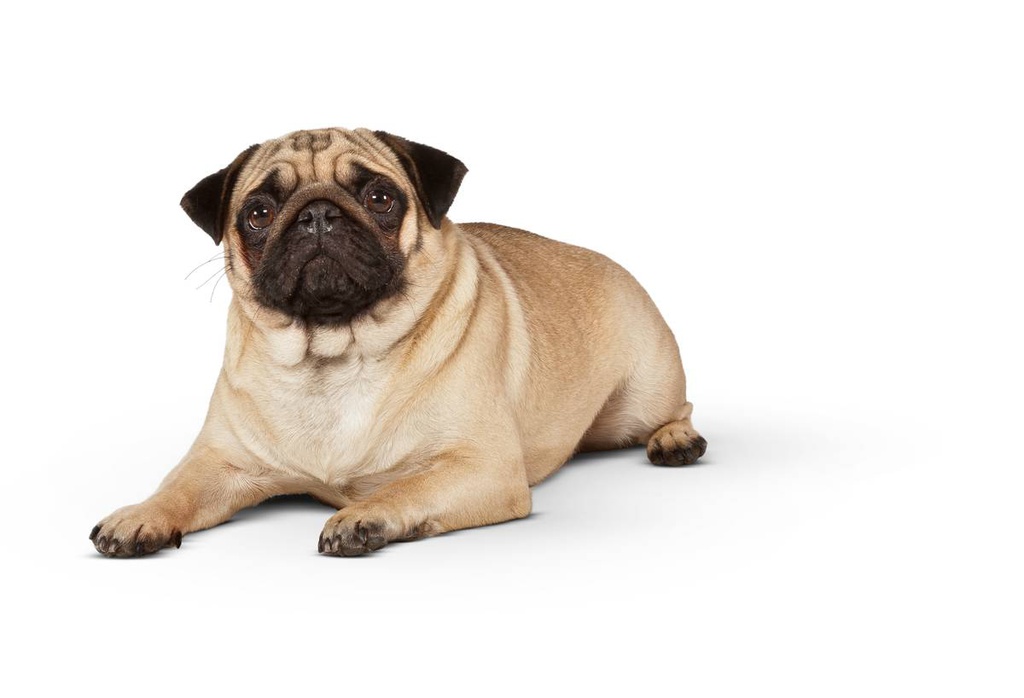 Dog 4.5-10 Kg