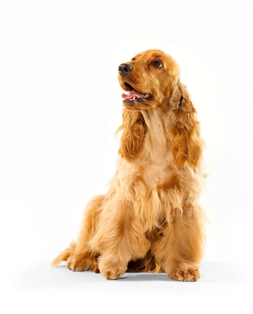 Dog 10-20 Kg