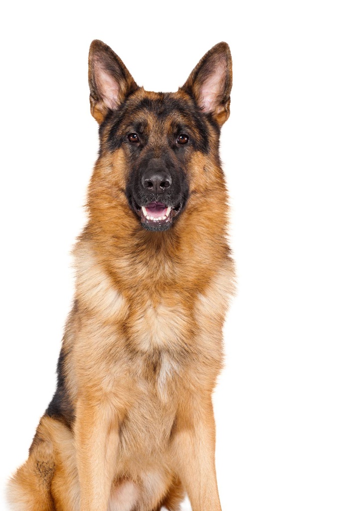 Dog 20-40 Kg