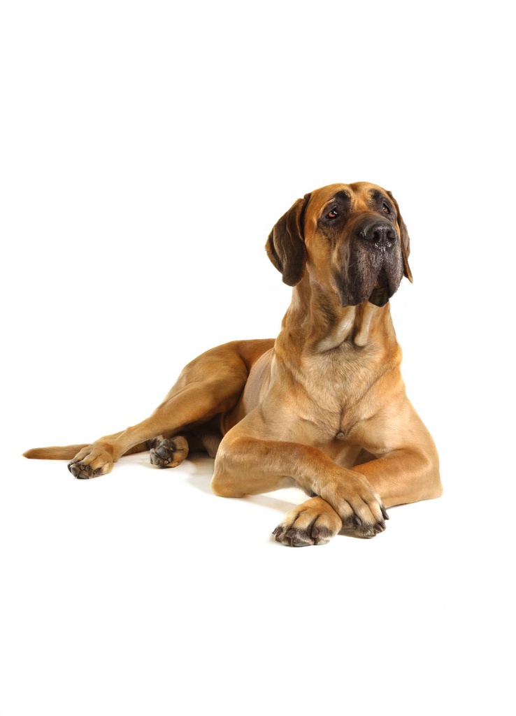 Dog 40-56 Kg