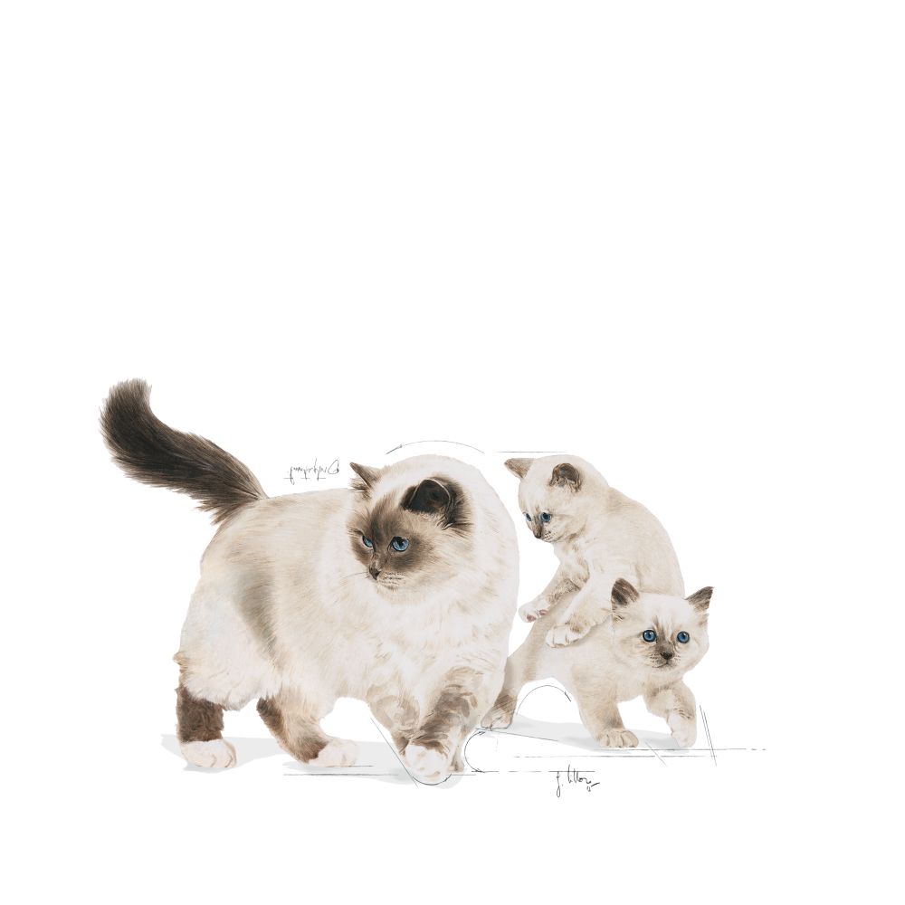 Baby and mother Cat