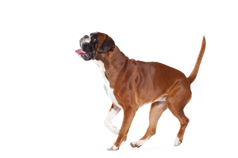 Boxer Adult