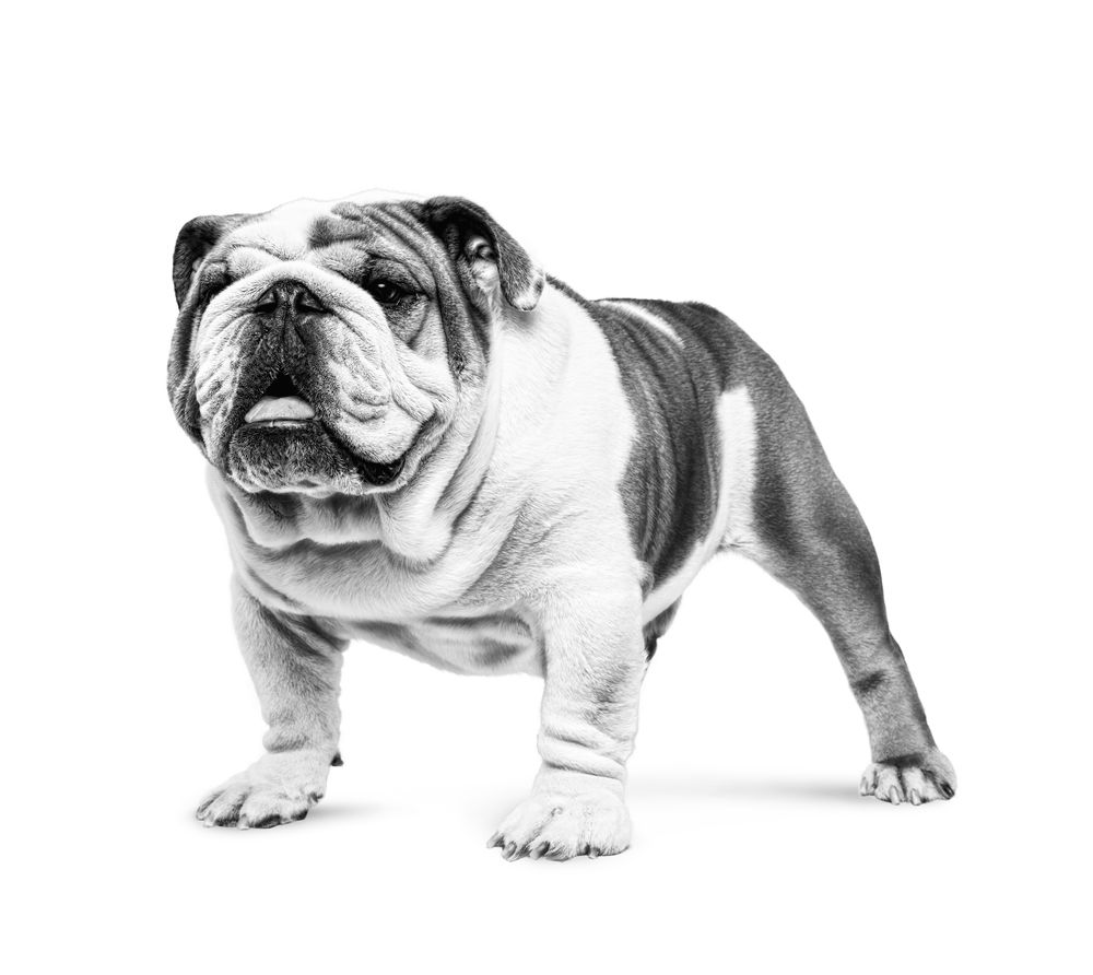 Bulldog  Adult
