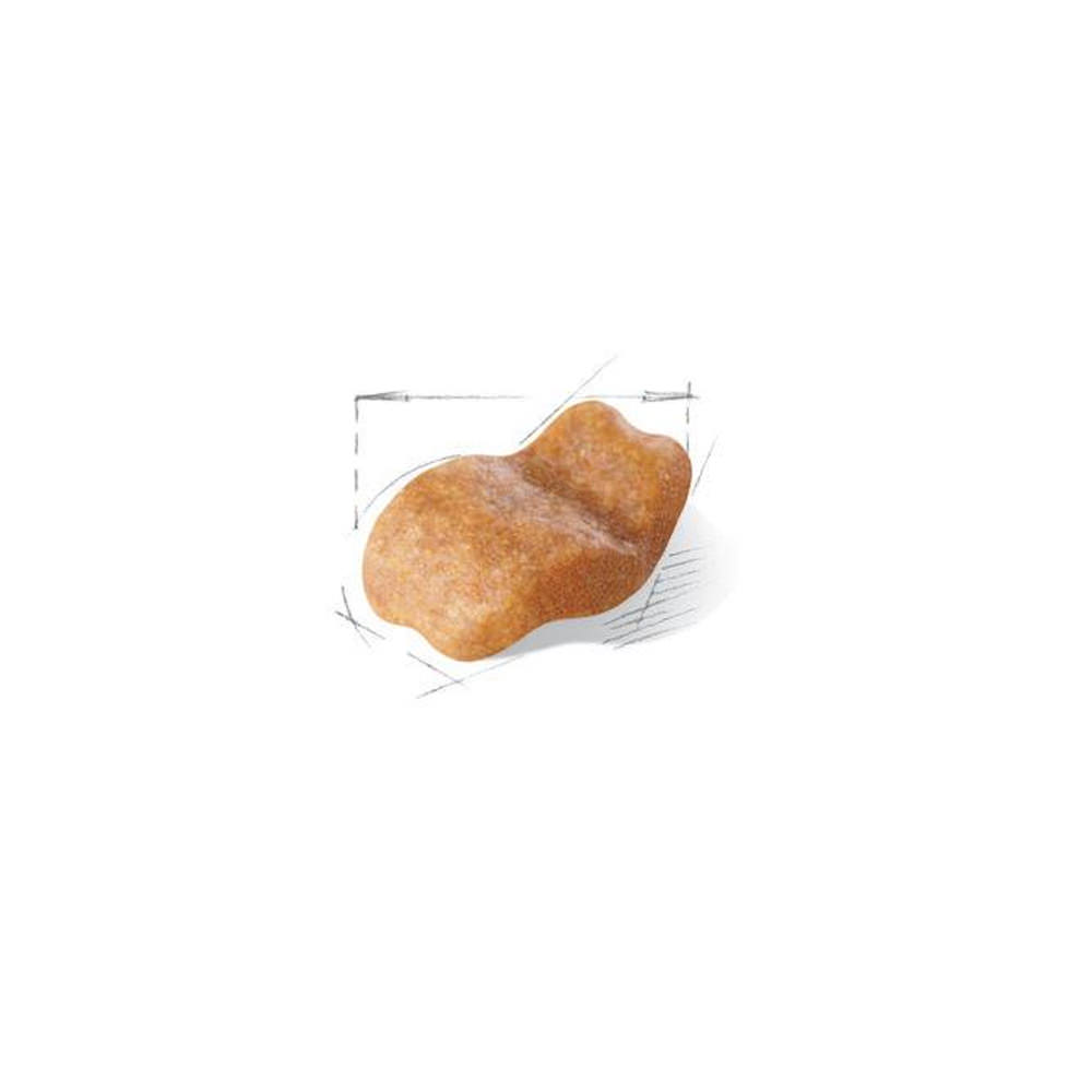 Kibble Bulldog Puppy