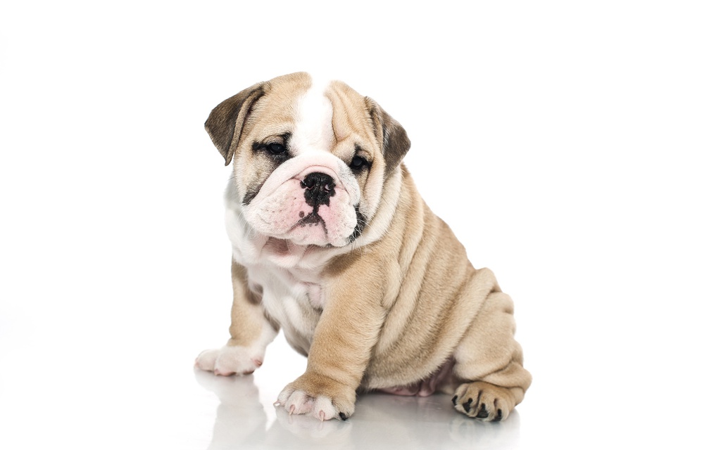 Bulldog Puppy