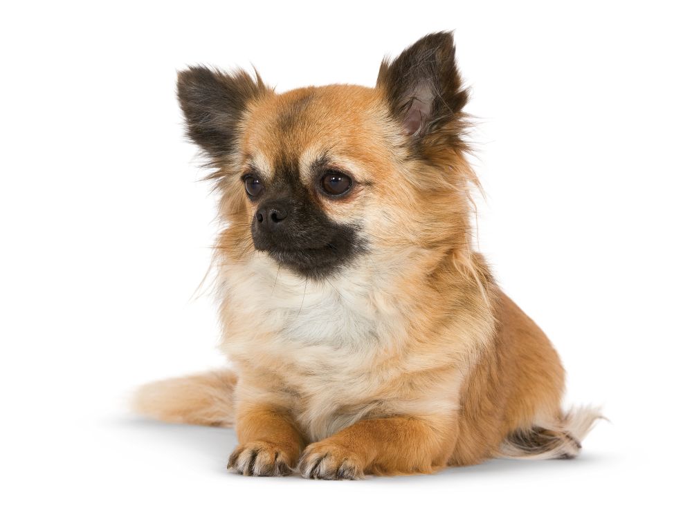 Chihuahua Adult