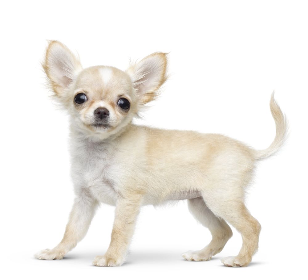 Chihuahua Puppy