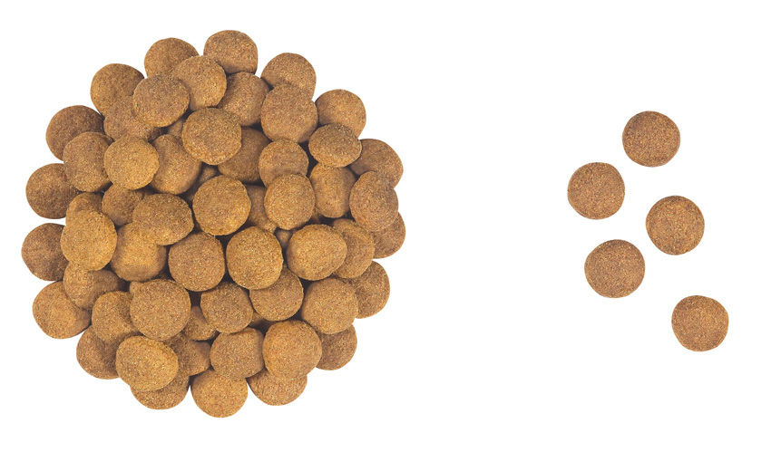 Kibble Club Adult