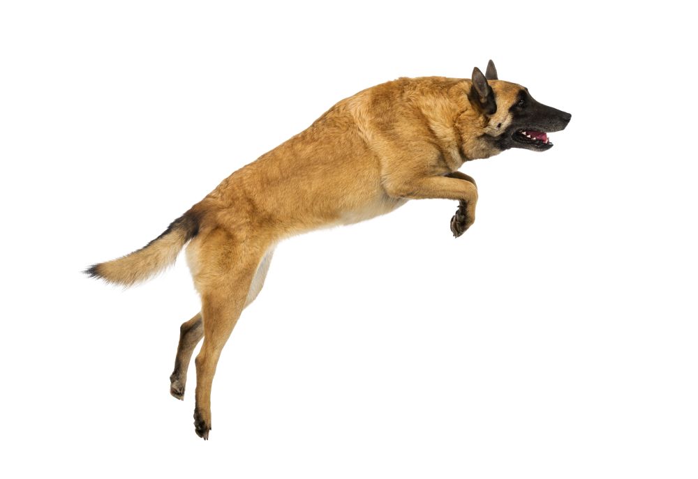 Club HE Dog