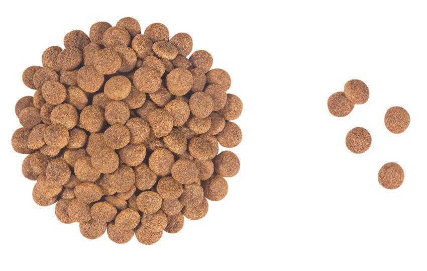 Kibble Club Junior